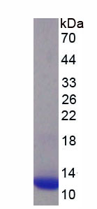 Eukaryotic S100 Calcium Binding Protein (S100)