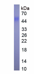 Eukaryotic Bone Morphogenetic Protein 4 (BMP4)