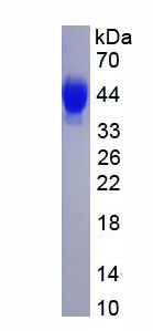 Eukaryotic Cluster Of Differentiation 33 (CD33)