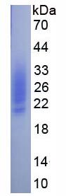 Eukaryotic Factor Related Apoptosis Ligand (FASL)