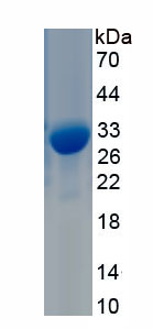 Eukaryotic Interferon Alpha (IFNa)