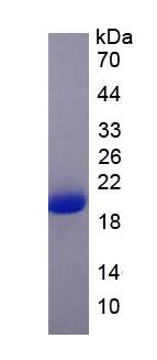 Eukaryotic Interferon Alpha (IFNa)