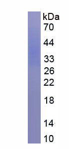 Eukaryotic Glycoprotein 130 (gp130)