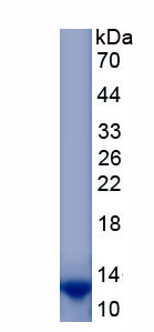 Eukaryotic Insulin Like Growth Factor 1 (IGF1)