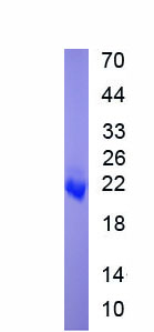 Eukaryotic Interleukin 10 (IL10)