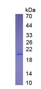 Eukaryotic Interleukin 10 (IL10)