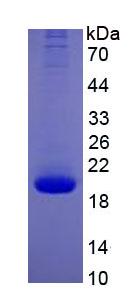 Eukaryotic Interleukin 10 (IL10)