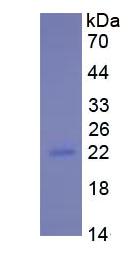 Eukaryotic Interleukin 10 (IL10)