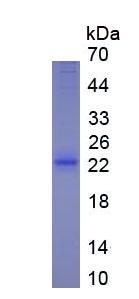 Eukaryotic Interleukin 10 (IL10)