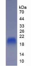 Eukaryotic Interleukin 10 (IL10)