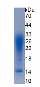 Eukaryotic Interleukin 13 (IL13)