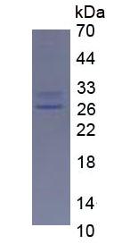 Eukaryotic Interleukin 17 (IL17)