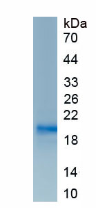 Eukaryotic Interleukin 18 (IL18)