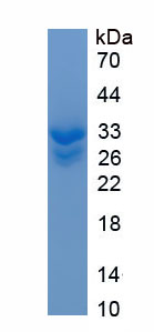 Eukaryotic Defensin Beta 2 (DEFb2)