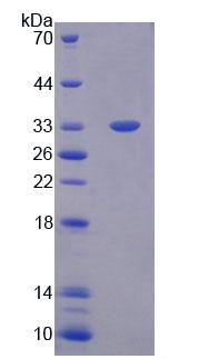 Eukaryotic Immunoglobulin G1 (IgG1)