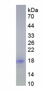 Eukaryotic Interleukin 4 (IL4)