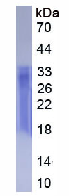 Eukaryotic Interleukin 4 (IL4)