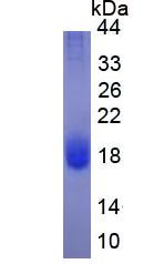 Eukaryotic Interleukin 4 (IL4)