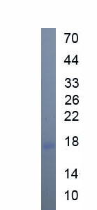 Eukaryotic Interleukin 5 (IL5)