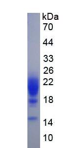 Eukaryotic Interleukin 5 (IL5)