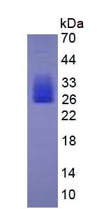 Eukaryotic Interleukin 6 (IL6)