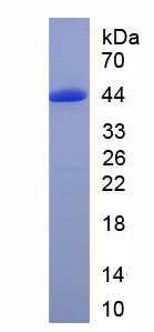 Eukaryotic Colony Stimulating Factor 1, Macrophage (MCSF)