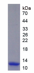 Eukaryotic Macrophage Inflammatory Protein 1 Alpha (MIP1a)