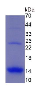 Eukaryotic Macrophage Inflammatory Protein 1 Alpha (MIP1a)