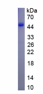 Eukaryotic Macrophage Inflammatory Protein 1 Alpha (MIP1a)