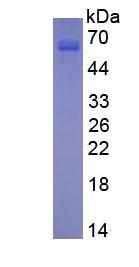 Eukaryotic Matrix Metalloproteinase 13 (MMP13)