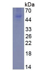 Eukaryotic Osteoprotegerin (OPG)