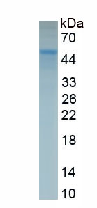 Eukaryotic Osteoprotegerin (OPG)