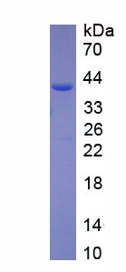 Eukaryotic Cluster Of Differentiation 40 Ligand (CD40L)
