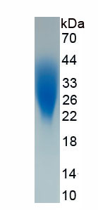 Eukaryotic Stem Cell Factor (SCF)