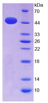 EPA133Hu63.jpg
