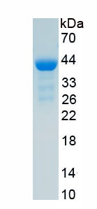 Eukaryotic Monocyte Chemotactic Protein 4 (MCP4)