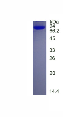 Eukaryotic Platelet/Endothelial Cell Adhesion Molecule (PECAM1)