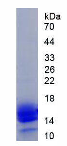 Eukaryotic High Mobility Group Protein 1 (HMGB1)