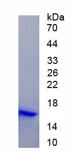 Eukaryotic High Mobility Group Protein 1 (HMGB1)