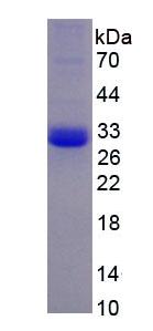 Eukaryotic Kallikrein 9 (KLK9)