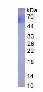 EPA434Mu61.jpg