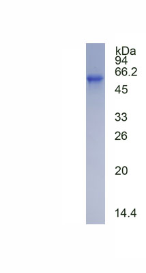 Eukaryotic Cluster Of Differentiation 55 (CD55)