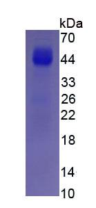 Eukaryotic Myelin Basic Protein (MBP)