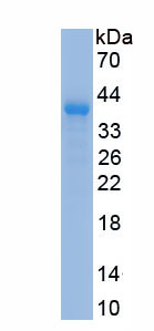 Eukaryotic Epidermal Growth Factor (EGF)