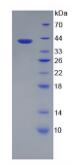 Eukaryotic Epidermal Growth Factor (EGF)