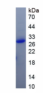 Eukaryotic Adiponectin (ADPN)