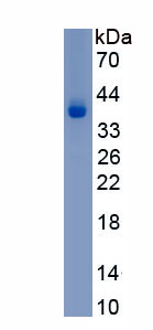 Eukaryotic Adiponectin (ADPN)