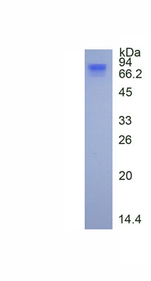 Eukaryotic Homing Associated Cell Adhesion Molecule (HCAM)