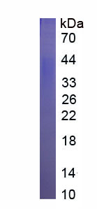 Eukaryotic Homing Associated Cell Adhesion Molecule (HCAM)