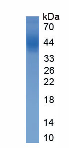 Eukaryotic Prothrombin Fragment 1+2 (F1+2)